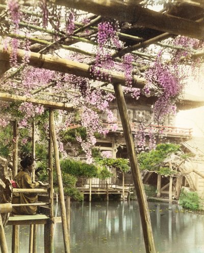 20世纪90年代初东京龟户庙花园紫藤花（手工彩色照片）（另见172942） 作者 日本摄影师